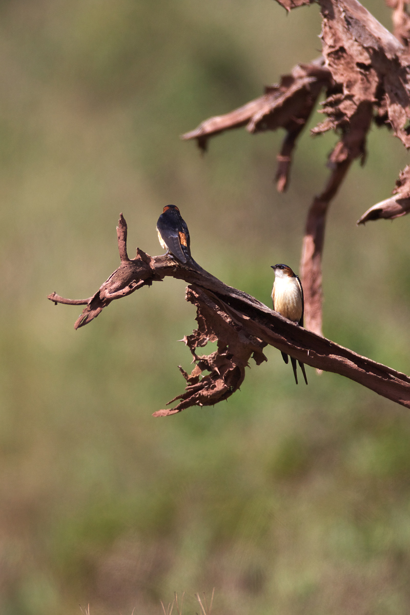 アフリカコシアカツバメ（Mosque Swallow ）_d0013455_1517193.jpg