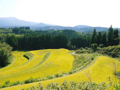 菊池水源棚田米 苗床ばしたばい!!_a0254656_18373338.jpg