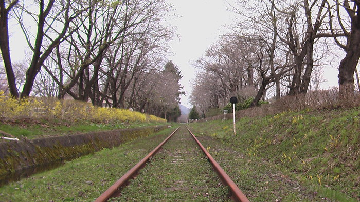 桜の下で運動会_b0208961_14574742.jpg