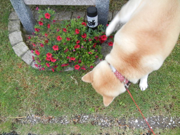 ’13,5,11(土)春雨なのよ~、濡れていきましょうなの!_f0060461_1534948.jpg