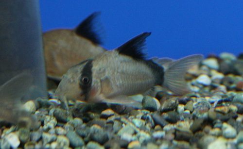 a0162263_1494894.jpg