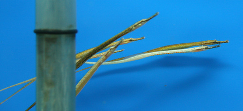 a0162263_1502846.jpg