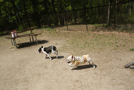 d0152869_10273987.gif