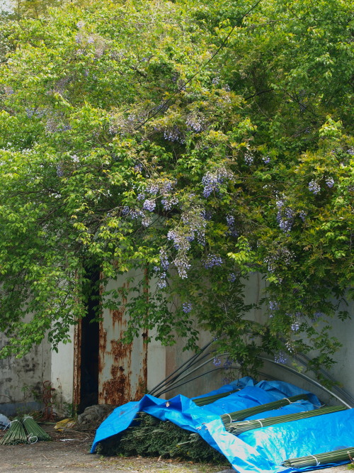 a0260570_11494580.jpg