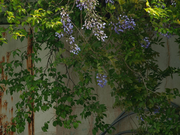 a0260570_1150252.jpg