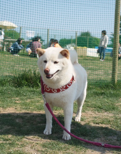 オリーブ運動会 * 柴メンバー♪_b0239176_2124153.jpg