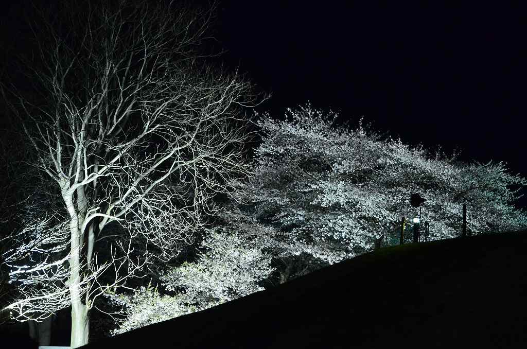 桜の名所を巡る旅（６）_e0130986_20464265.jpg