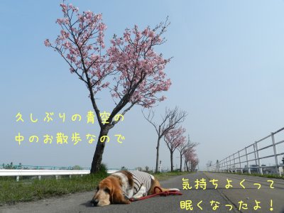 桜の季節になりました。_f0205887_902532.jpg