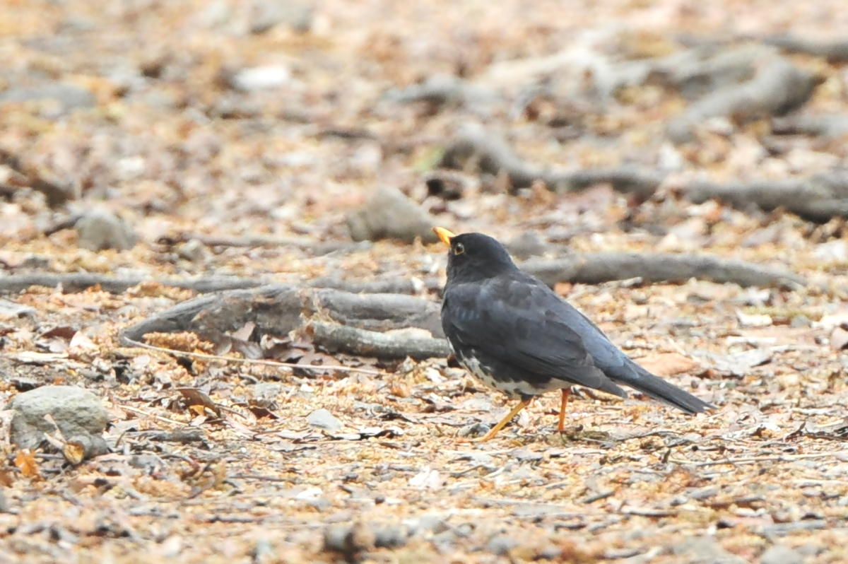 初見・初撮り　クロツグミ_c0144588_715819.jpg