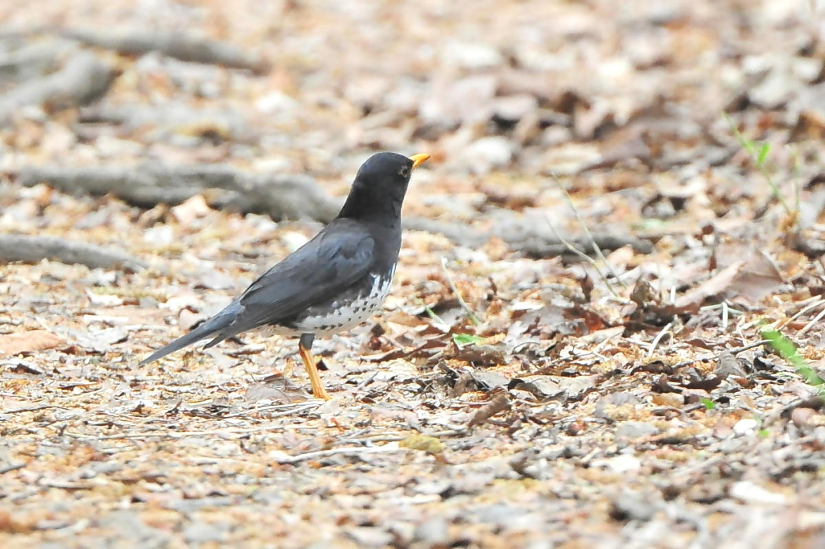 初見・初撮り　クロツグミ_c0144588_721186.jpg