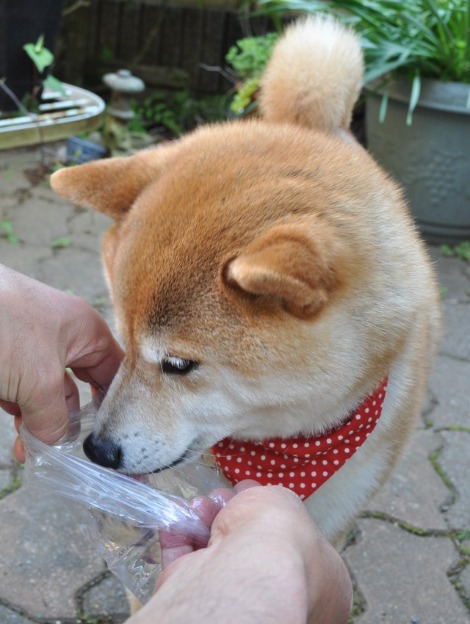 佐原ぶらり散歩_a0126590_17232577.jpg