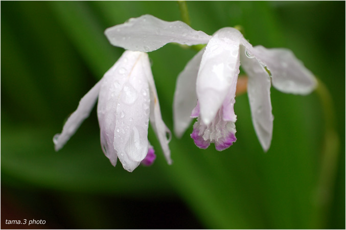 恵みの雨と庭の花_d0024291_2138461.jpg