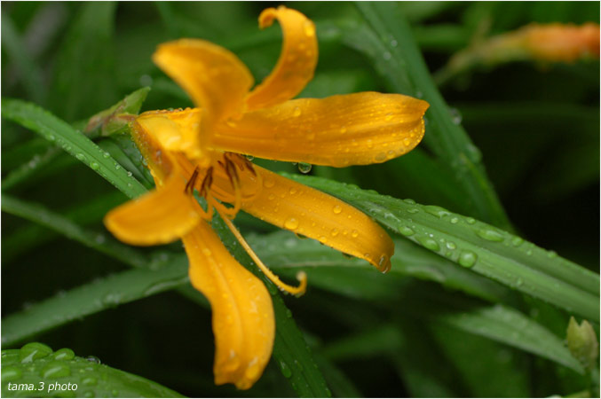 恵みの雨と庭の花_d0024291_21402624.jpg