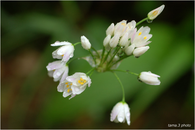 恵みの雨と庭の花_d0024291_2140626.jpg