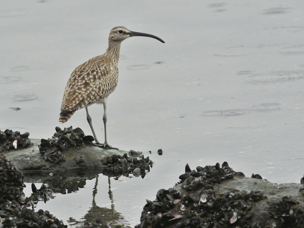 「どうも使いづらそうな嘴なんですが。。」　チュウシャクシギ（中杓鴫）/Whimbrel_a0223993_2134425.jpg