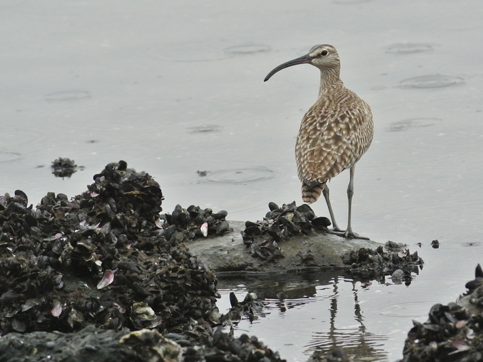 「どうも使いづらそうな嘴なんですが。。」　チュウシャクシギ（中杓鴫）/Whimbrel_a0223993_21345142.jpg