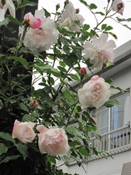 c0117898_1817495.jpg