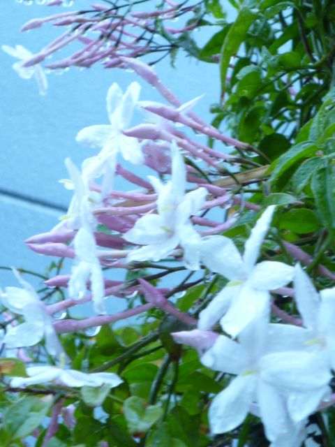 c0220700_95694.jpg