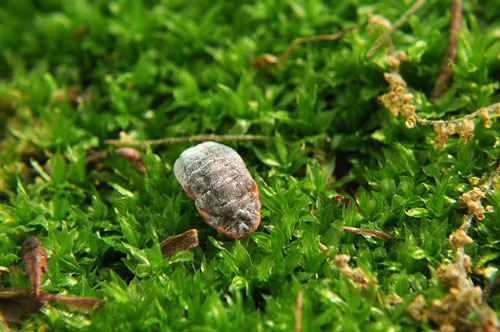 王蟲 を思わせるような虫 昆虫ブログ むし探検広場