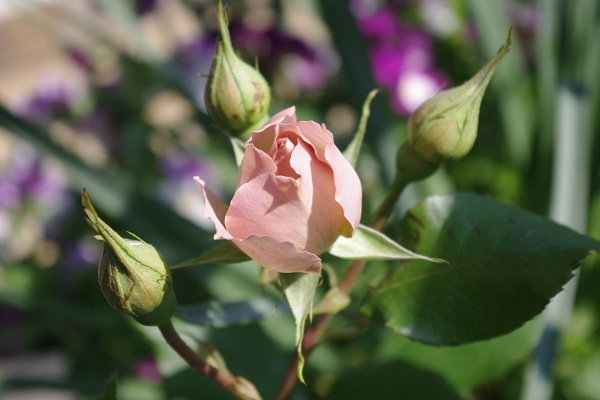 c0147909_2011346.jpg