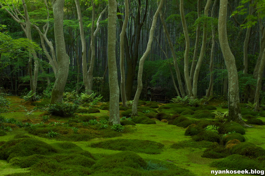 新緑の京都に行ってきた １日目 午前編 Nyankoseek Blog