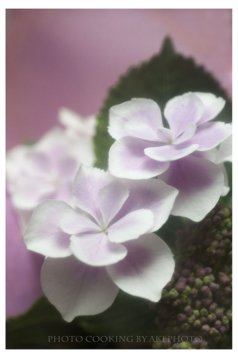 ・:*:・母の日・:*:・_e0127416_2312041.jpg