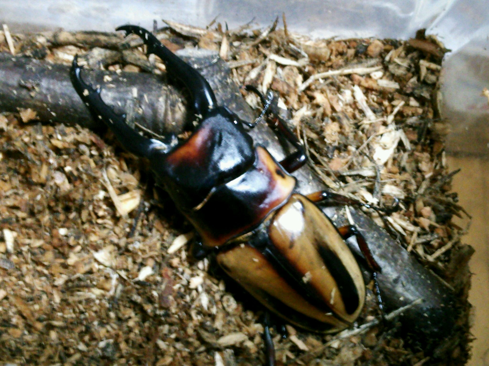 ノコギリクワガタ  夏祭りに！  イベントに！  40ペア ノコギリクワガタ 夏祭りに！ イベントに！ 40ペア