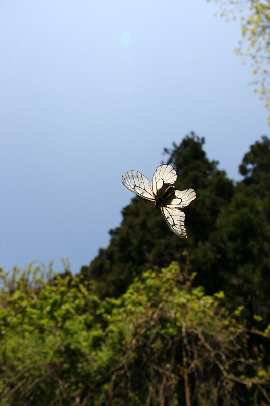 ２０１３年５月上旬　ウスバシロチョウ_d0054625_2311574.jpg