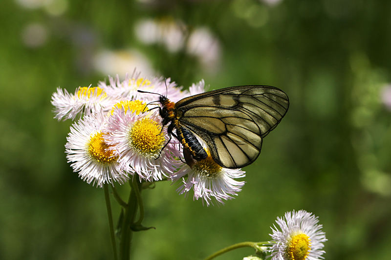 ２０１３年５月上旬　ウスバシロチョウ_d0054625_2364592.jpg