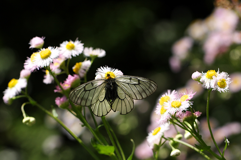 ２０１３年５月上旬　ウスバシロチョウ_d0054625_236832.jpg