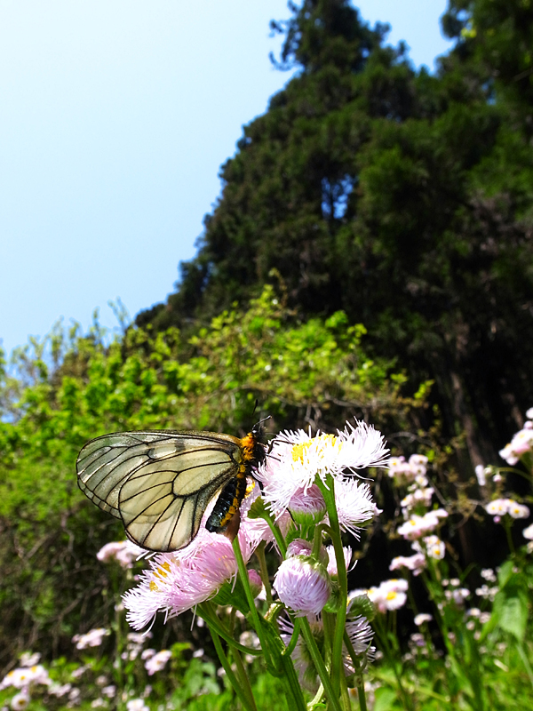 ２０１３年５月上旬　ウスバシロチョウ_d0054625_237335.jpg