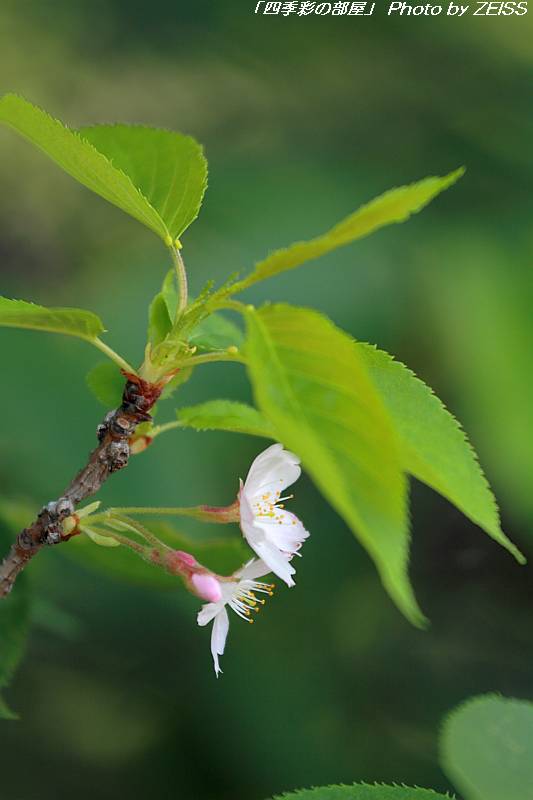 葉桜ソメイヨシノに花が咲く_a0195032_20592598.jpg