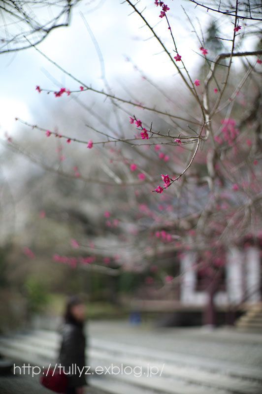 駒ヶ根の桜（１）_d0108132_22342161.jpg