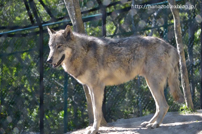 東山のシンリンオオカミたち 今日ものんびり動物園 東山のシンリンオオカミたち 今日ものんびり動物園