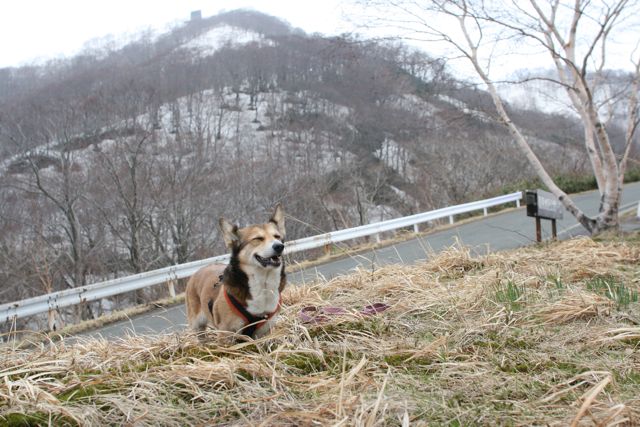 待ちわびたワンコの露天風呂へ_b0031538_23455950.jpg