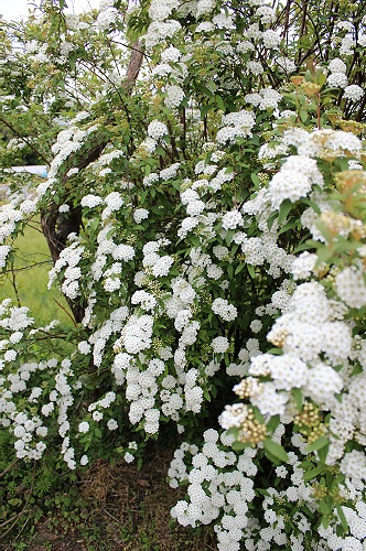 小手毬の花♪_a0243143_1883912.jpg