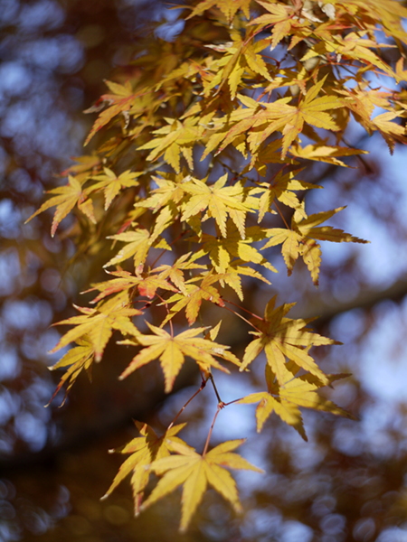 『2012鎌倉の紅葉12』Piccolette(1926~) Carl Zeiss Jena Tesser 1:4.5 f=7.5cm　改造レンズ_e0296043_2050797.jpg