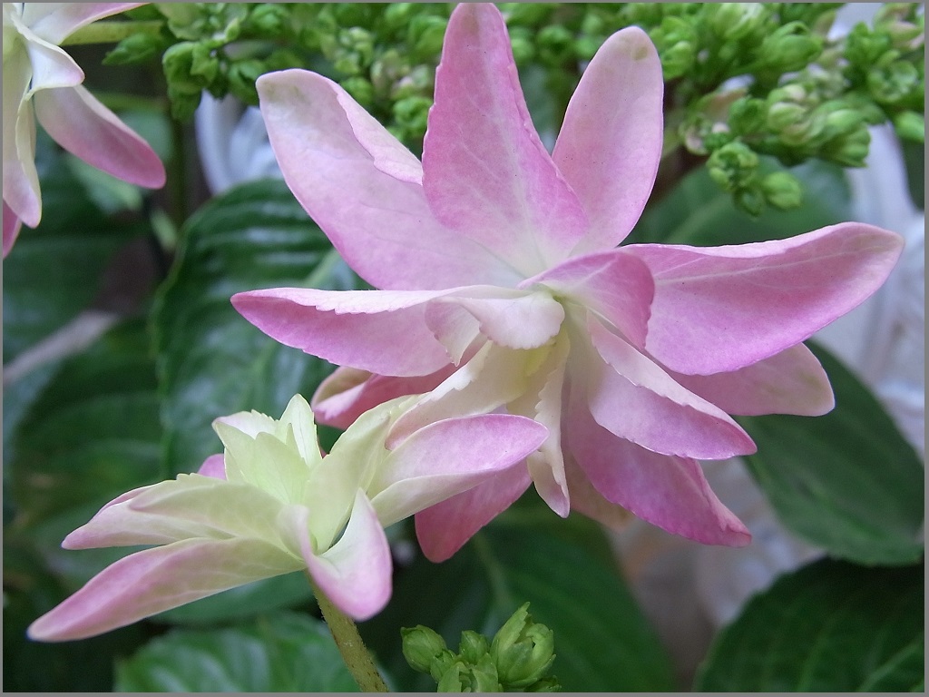 アジサイ、学名は「Hydrangea:水の器」_f0172744_1112521.jpg