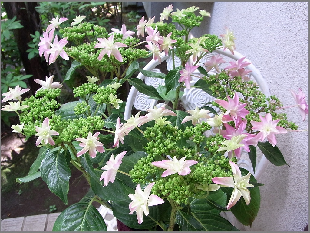 アジサイ、学名は「Hydrangea:水の器」_f0172744_118456.jpg