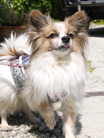 生徒犬と看板犬の楽し～い一日　～ランチ編♪～_e0100046_1952656.jpg