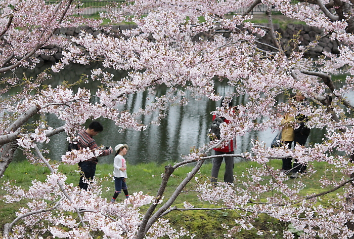 ５月１２日　五稜郭公園の桜　（２０１３年）_b0250154_16391599.jpg