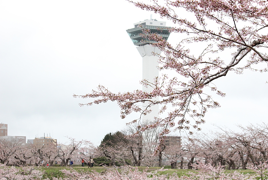 ５月１２日　五稜郭公園の桜　（２０１３年）_b0250154_16413560.jpg