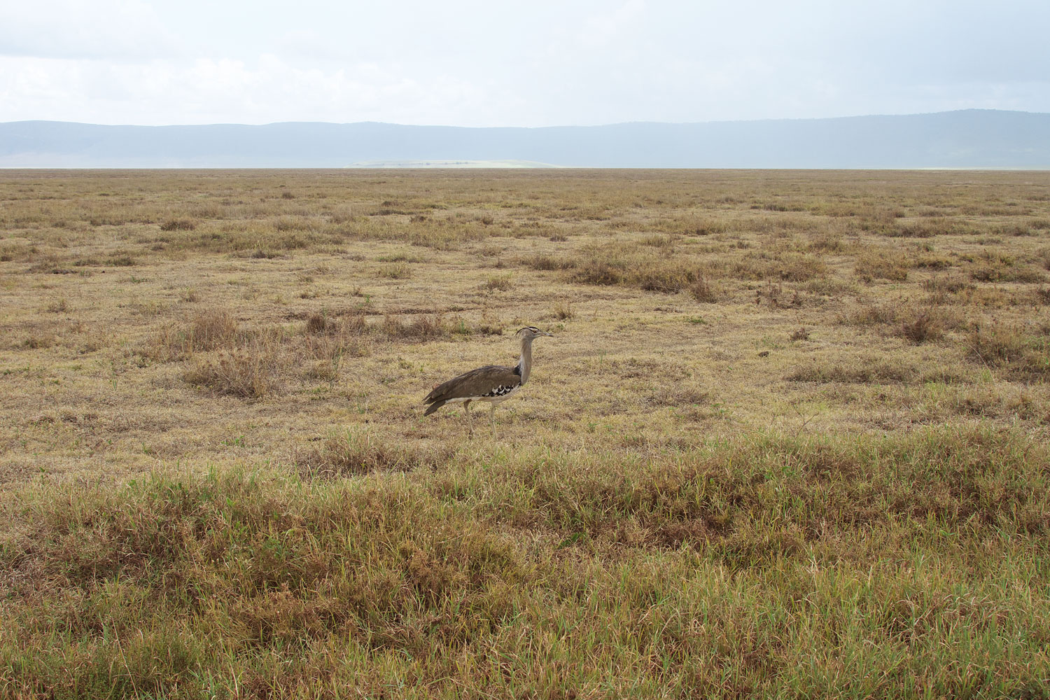 アフリカオオノガン Kori Bustard ぼちぼち と 野鳥大好き O アフリカオオノガン Kori Bustard ぼちぼち と 野鳥大好き O