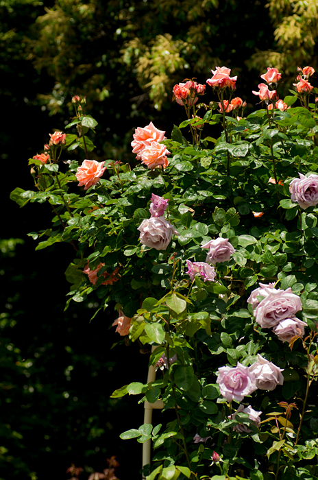 under the rose_a0283057_181467.jpg