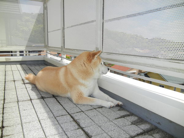 ’13,5,12(日)愛ちゃんがキョンを追跡~!_f0060461_103799.jpg