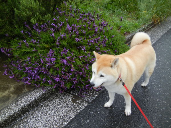 ’13,5,11(土)春雨なのよ~、濡れていきましょうなの!_f0060461_9292030.jpg