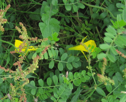 a0134863_6581744.gif