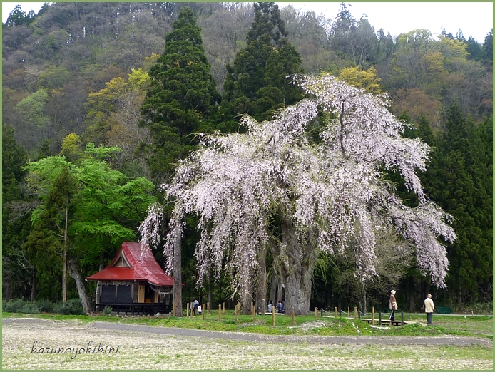 おしら様の枝垂れ桜 春のよき日に Vol 2 おしら様の枝垂れ桜 春のよき日に Vol 2