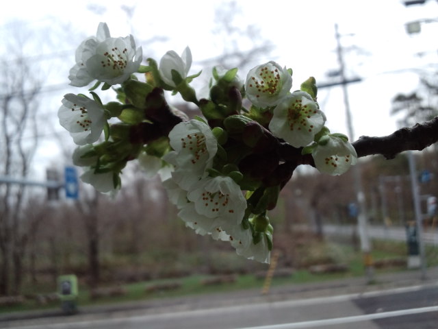 天気回復の日曜日・・・_d0098665_1727998.jpg