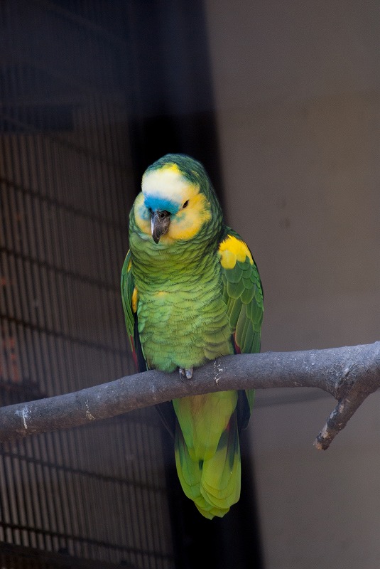 愛媛県立とべ動物園へ_b0198768_20523615.jpg